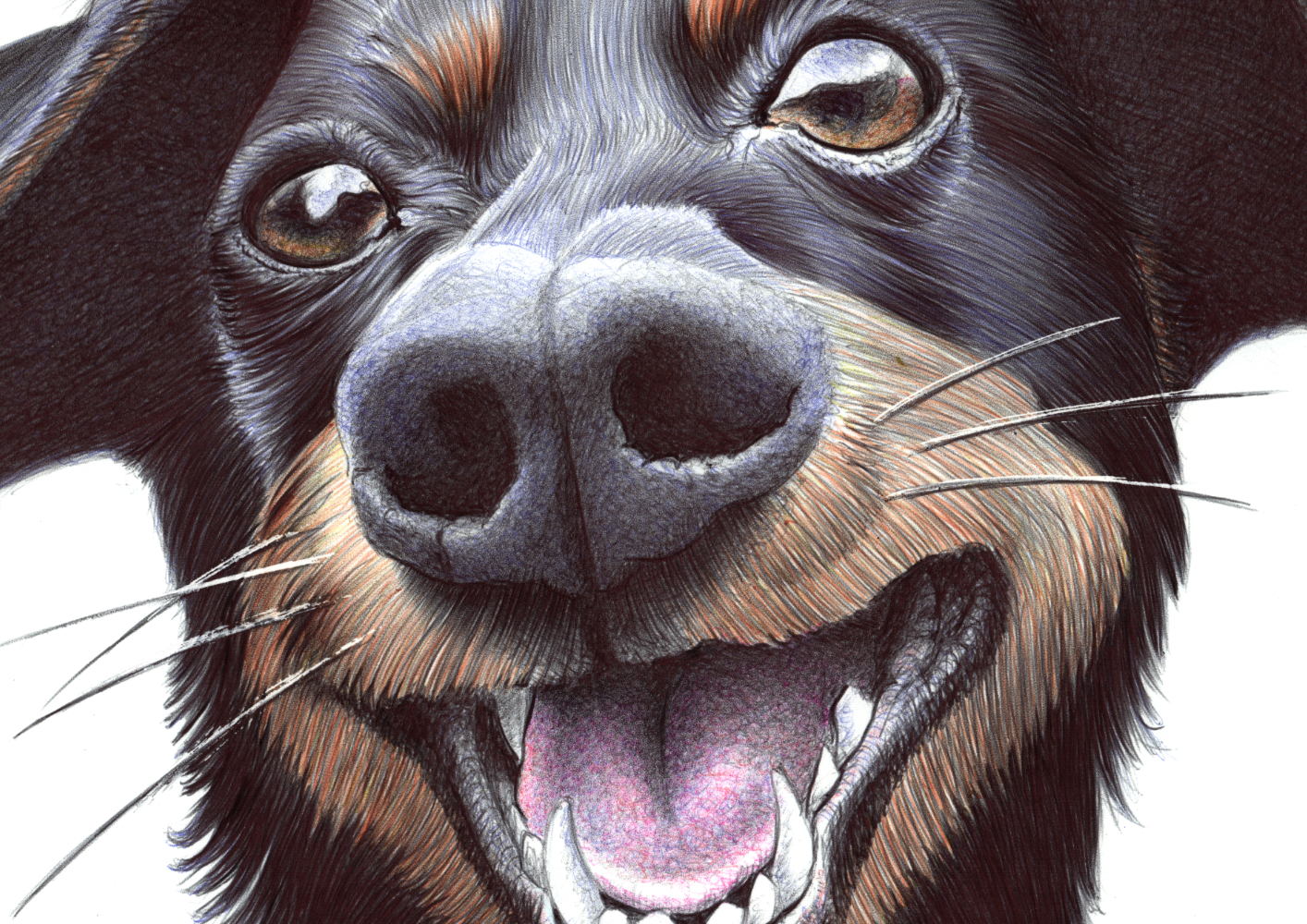 Kugelschreiber-Zeichnung Portrait Fido | ballpen drawing Fido